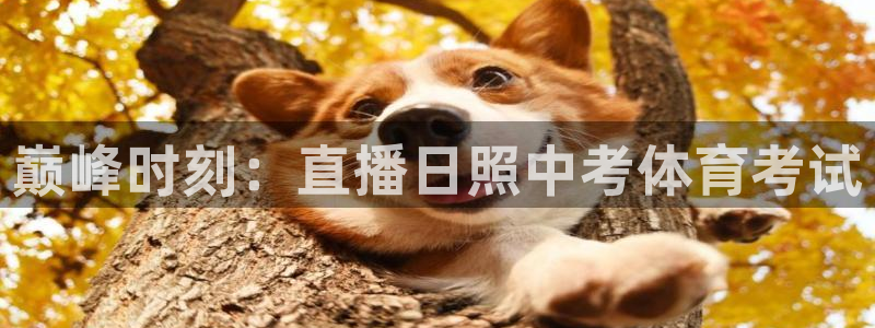 熊猫熊猫：巅峰时刻：直播日照中考体育考试