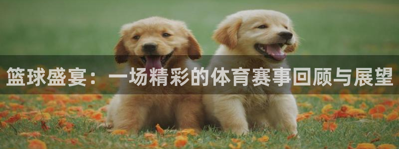 熊猫视频直播：篮球盛宴：一场精彩的体育赛事回顾与展望