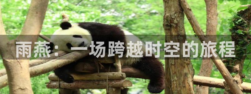 熊猫体育平台：雨燕：一场跨越时空的旅程